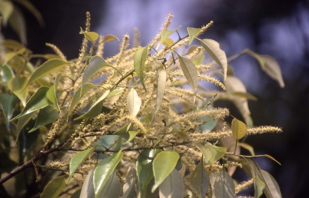 itajii_flower001.jpg