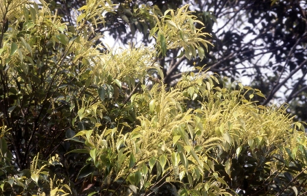 itajii_flower002.jpg