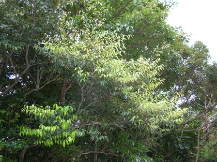 itajii_tree001.jpg